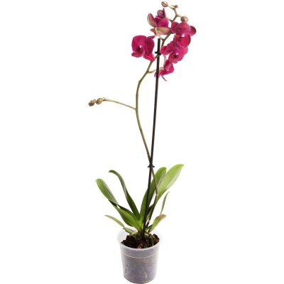 Орхидея Фаленопсис микс 1 стебель ø12 h50 см, SM-12725420