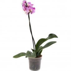Орхидея Фаленопсис промо ø12 h40 - 55 см