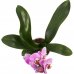 Орхидея Фаленопсис промо ø12 h40 - 55 см, SM-13533092