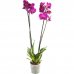 Орхидея Фаленопсис микс 2 стебля ø12 h60 см, SM-13534191