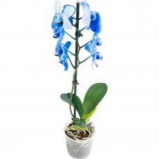 Орхидея Фаленопсис Блю окрашенный ø12 h60 см синий
