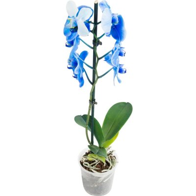 Орхидея Фаленопсис Блю окрашенный ø12 h60 см синий, SM-13974322