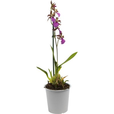 Орхидея микс ø12 h60 см, SM-13974517