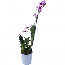 Орхидея Дендробиум Эмма микс 1 стебель ø12 h60 см