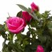 Роза Стар Розес 10х25 см, SM-15628440