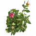 Роза «Стар Розес» микс 12x30 см, SM-17699137
