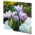 Картина на стекле 30х30 см «Цветы крокусы», SM-18368559
