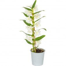 Орхидея Дендробиум Стар микс 1 стебель ø12 h50 см