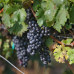 Виноград плодовый С2 «Каберне северный» h50, SM-81954904