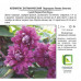 Клематис ботанический «Пурпуреа Плена Элеганс», контейнер 2 л, SM-81968634