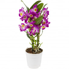 Орхидея Дендробиум микс ø12 h45 см