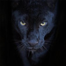 Картина на стекле «Элегант пантера» 40х40 см
