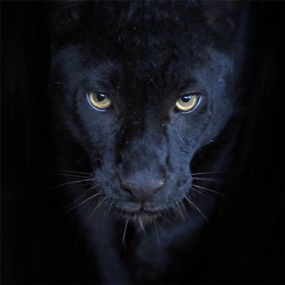 Картина на стекле «Элегант пантера» 40х40 см, SM-82242425