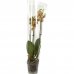 Орхидея Фаленопсис промо микс 3 стебля ø12 h60 см, SM-82450358