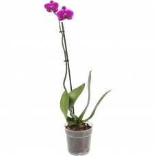 Орхидея Фаленопсис микс 1 стебель ø12 h60 см