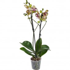 Орхидея Фаленопсис микс 1 стебель ø12 h75 см