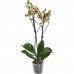 Орхидея Фаленопсис микс 1 стебель ø12 h75 см, SM-82548560