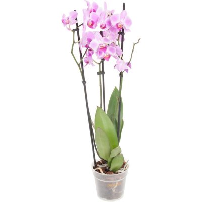 Орхидея Фаленопсис ø12 h50 - 70 см, SM-82561751