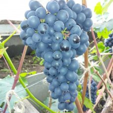 Виноград плодовый «Память Домбковской» C2 высота 50 см