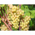 Виноград плодовый «Подарок Магарача» C2 высота 50 см, SM-82596934