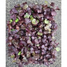 Семена Микрозелень «Фиолетовый редис»