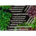 Семена Микрозелень «Фиолетовый редис», SM-83338787