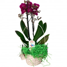 Цветочная композиция Орхидея Мультифлора в корзине ø13 h40 см